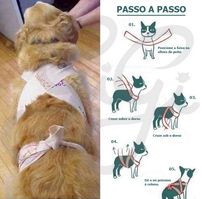pano colete cachorro fogos de artifício