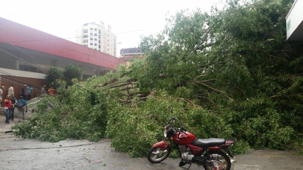 Árvore cai na Lapa e atinge casas, carros e postes