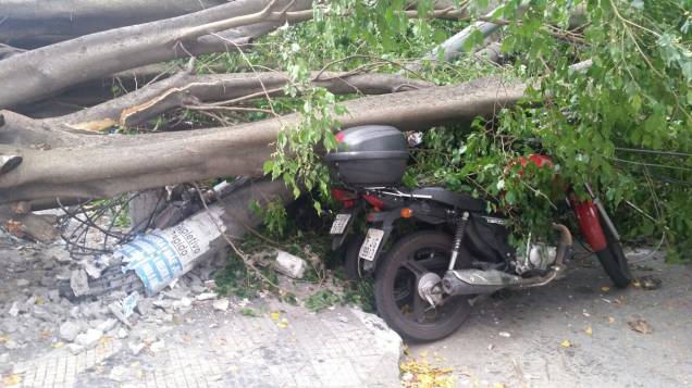 Moto atingida por queda da árvore Moto atingida por queda da árvore