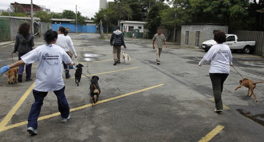 Voluntários levam cães do Centro de Zoonoses para passear aos domingos