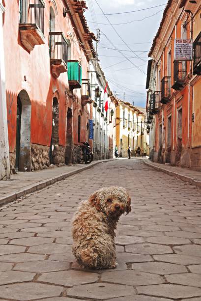 O espaço também abre suas portas para os animais