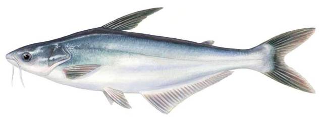 Panga: versatilidade e sabor suave Panga: versatilidade e sabor suave