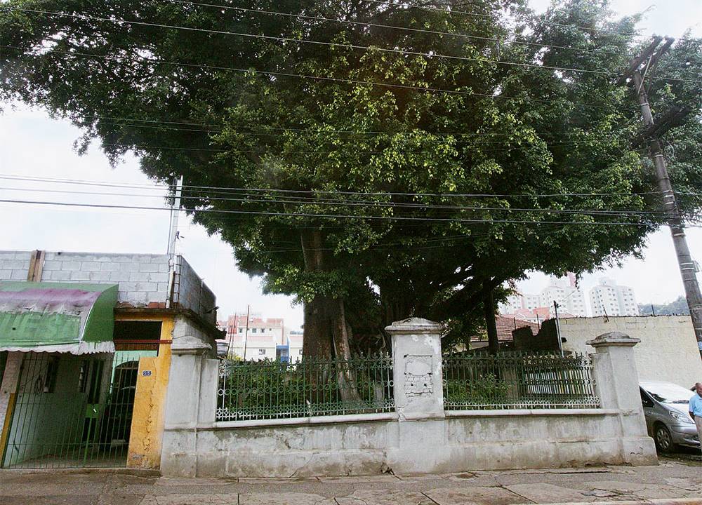 Figueira das Lágrimas