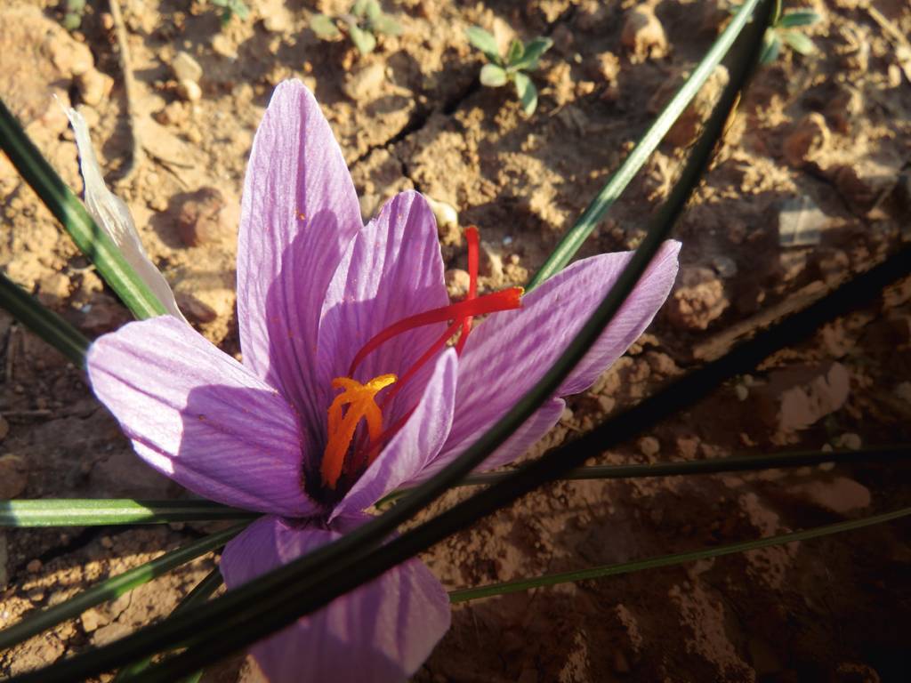 Açafrão vindo da Espanha é o melhor condimento do gênero do mundo