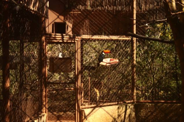 Parque Zoológico Eugênio Walter: o tucano-toco chama a atenção da garotada Parque Zoológico Eugênio Walter: o tucano-toco chama a atenção da garotada