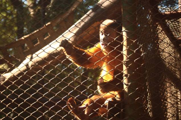 Parque Zoológico Eugênio Walter: o macaco-prego Chico é a estrela do local Parque Zoológico Eugênio Walter: o macaco-prego Chico é a estrela do local