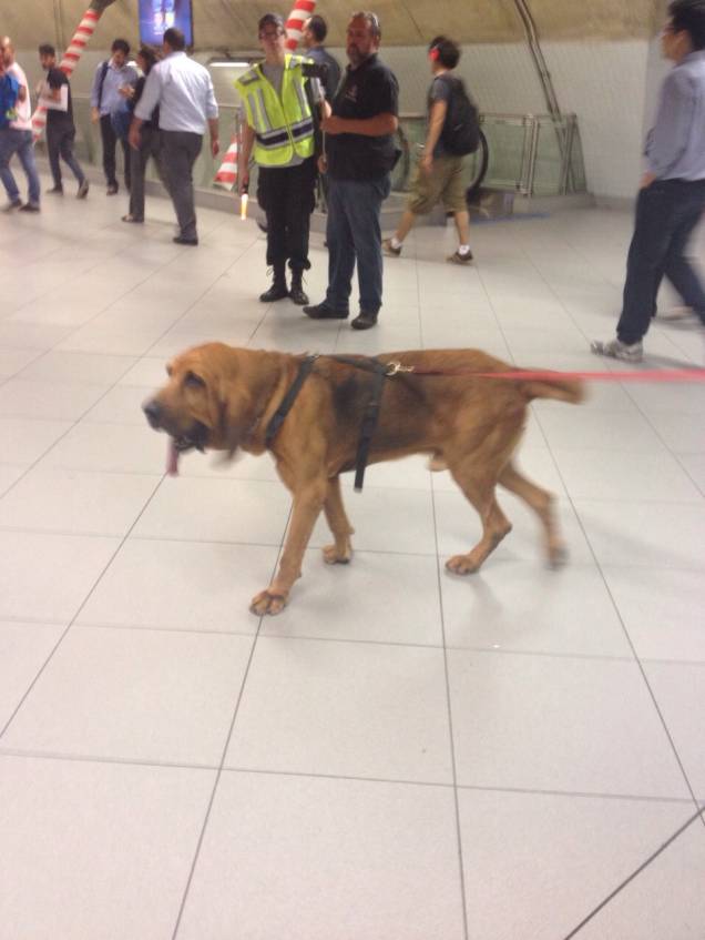 Cão farejador Brunoque ajudou a desevender morte de americano Cão farejador Brunoque ajudou a desevender morte de americano