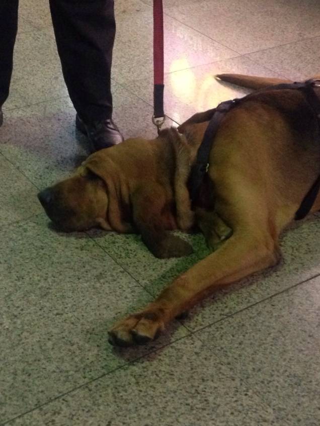 O bloodhound atende pelo nome de Bruno e tem 7 anos de idade O bloodhound atende pelo nome de Bruno e tem 7 anos de idade