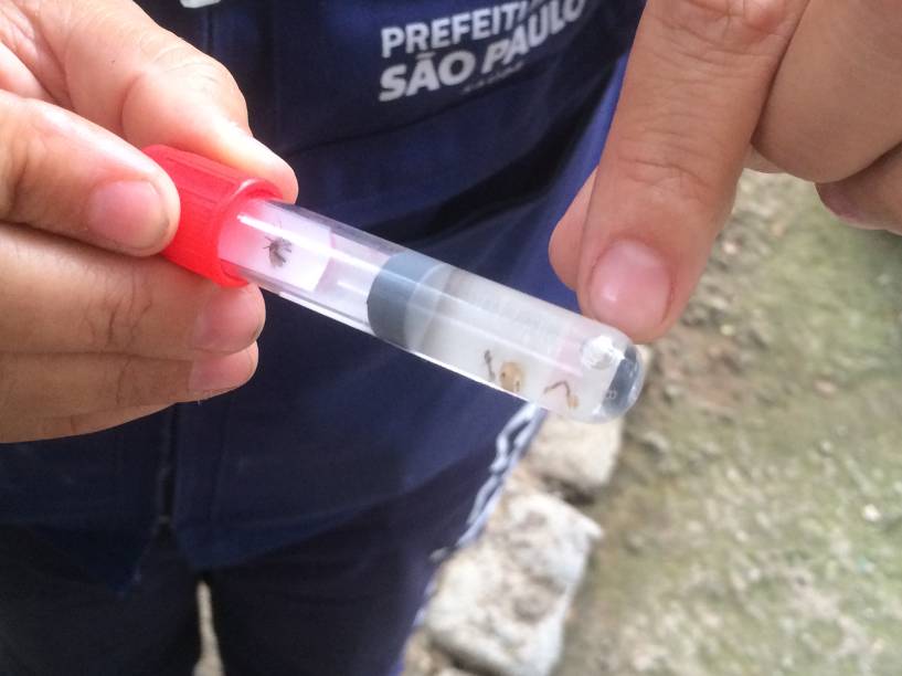 Funcionária da prefeitura mostra as larvas e um exemplar do mosquito em tubo de ensaio Funcionária da prefeitura mostra as larvas e um exemplar do mosquito em tubo de ensaio