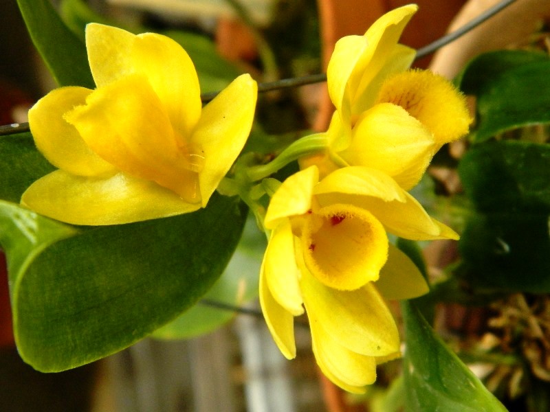 2-dendrobium-sulcatum.jpeg