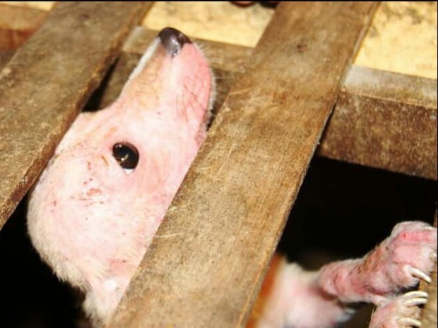 Cães abandonados