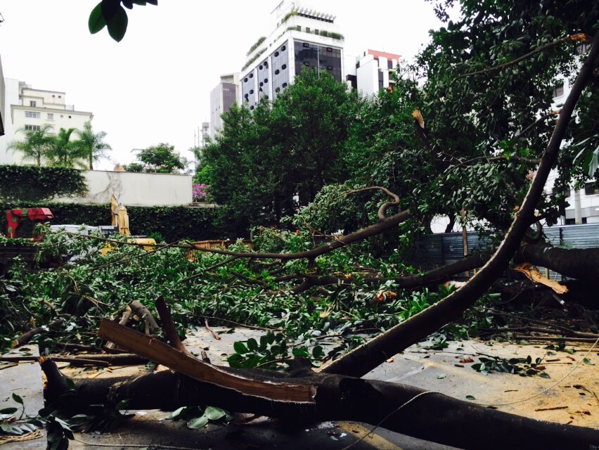 Após pressão de moradores, construtora adia corte de árvores em Moema