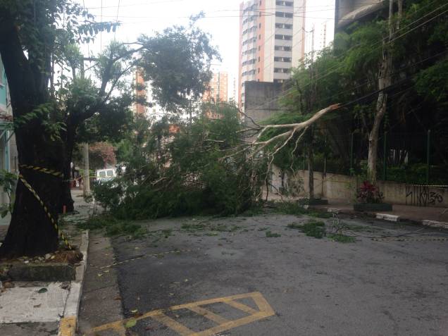 Árvore caiu na Rua Capote Valente com a chuva da última madrugada Árvore caiu na Rua Capote Valente com a chuva da última madrugada