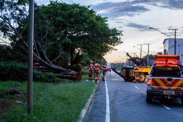 Queda de árvore na Zona Sul de São Paulo: região foi uma das mais prejudicadas na cidade no início do ano Queda de árvore na Zona Sul de São Paulo: região foi uma das mais prejudicadas na cidade no início do ano