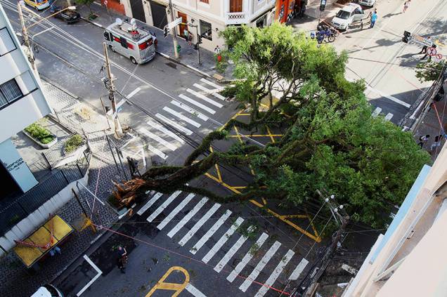 Árvore tombada na esquina das ruas Cubatão e Eça de Queiroz, na Vila Mariana Árvore tombada na esquina das ruas Cubatão e Eça de Queiroz, na Vila Mariana