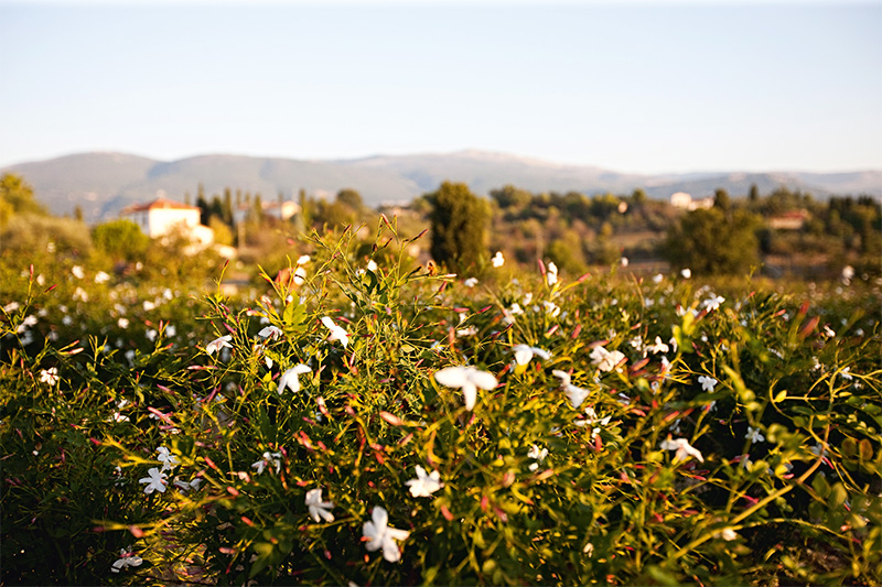 Luxo - Grasse 5