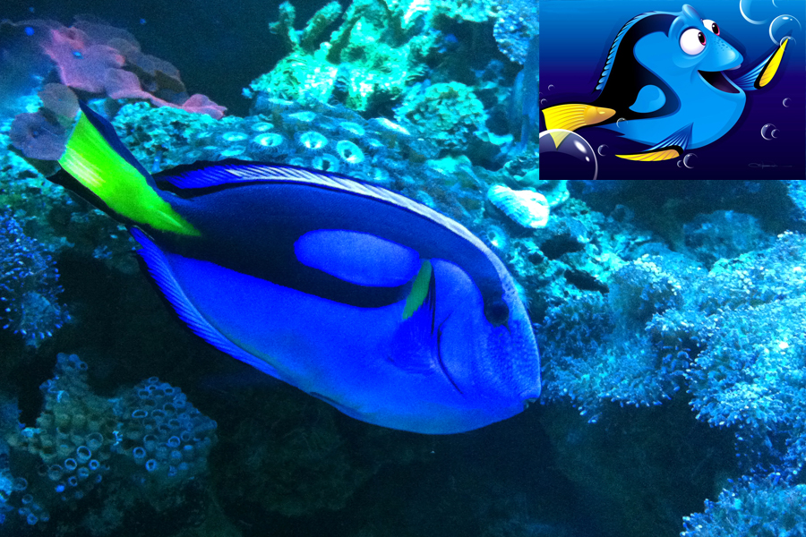 Procurando Nemo: a espécie Blue Tang foi representada em Dory