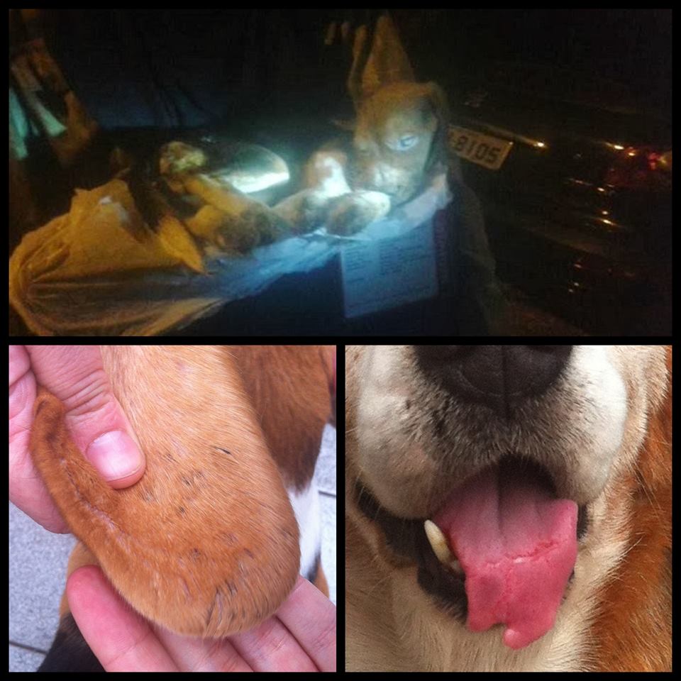 Polícia procura beagles levados por ativistas