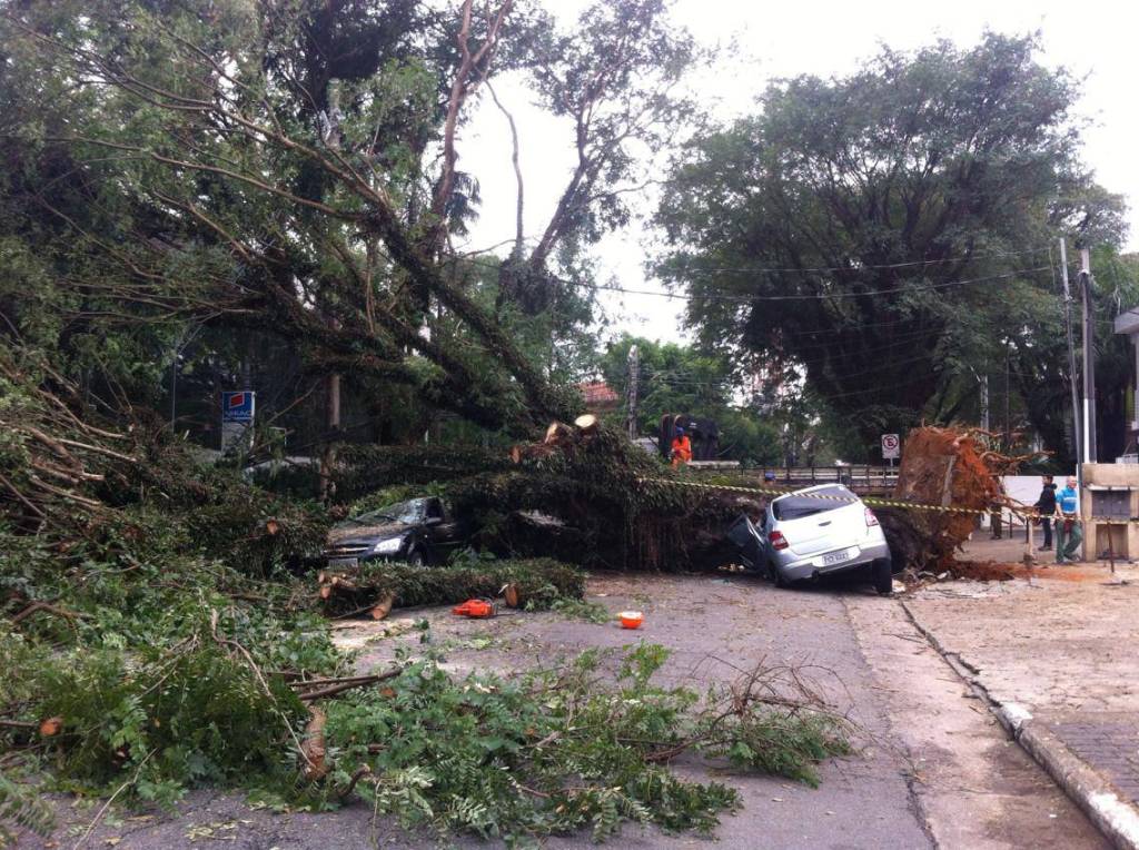 Queda de árvores na segunda (16) foi maior que o total de maio de 2015