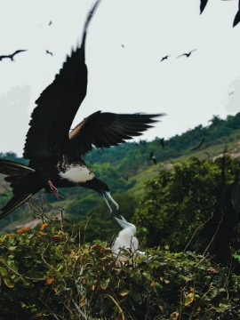 Fragata Arquipélago de Alcatrazes Ambiente 2288
