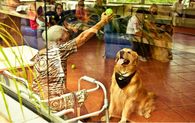 O golden retriever Jorge em visita a Morada São João, um abrigo para idosos no centro O golden retriever Jorge em visita a Morada São João, um abrigo para idosos no centro
