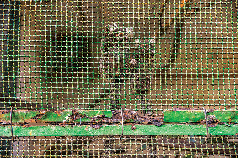 Recinto dos saguis do Zoológico de Taboão da Serra