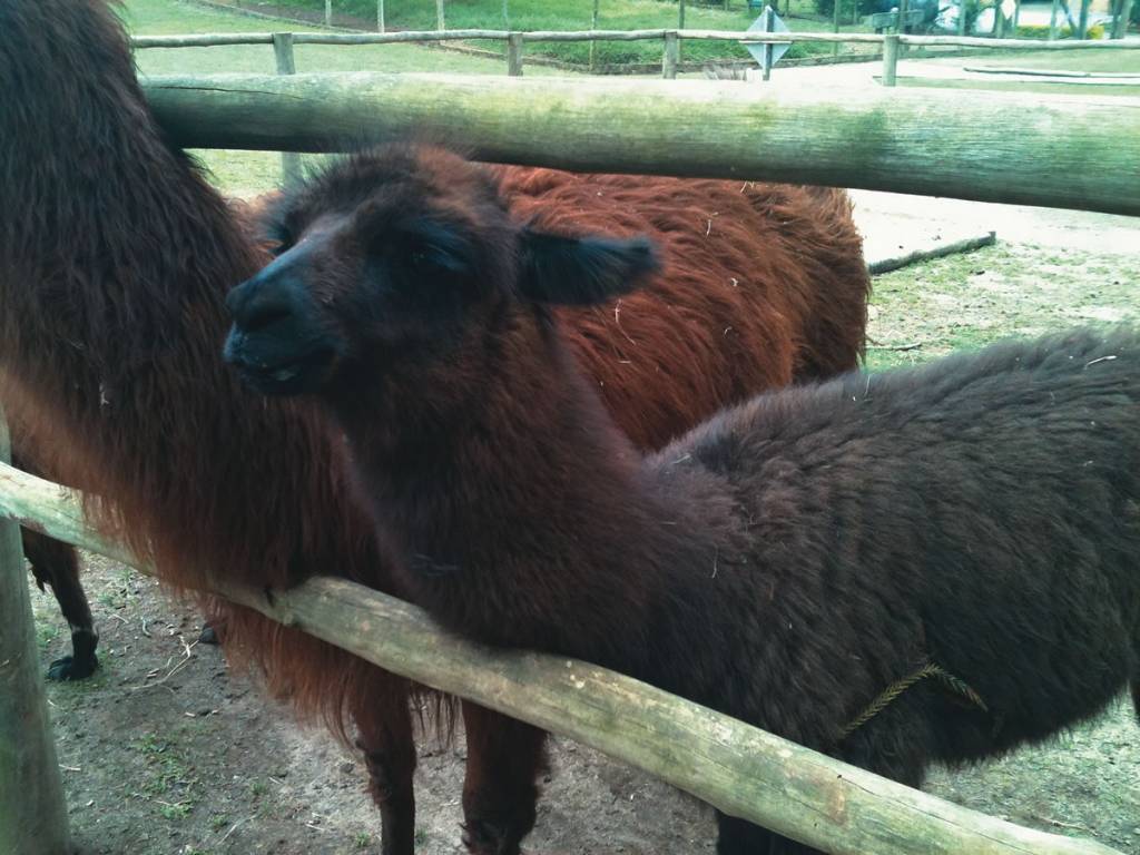 Novos animais na cidade garantem diversão de passeio em família