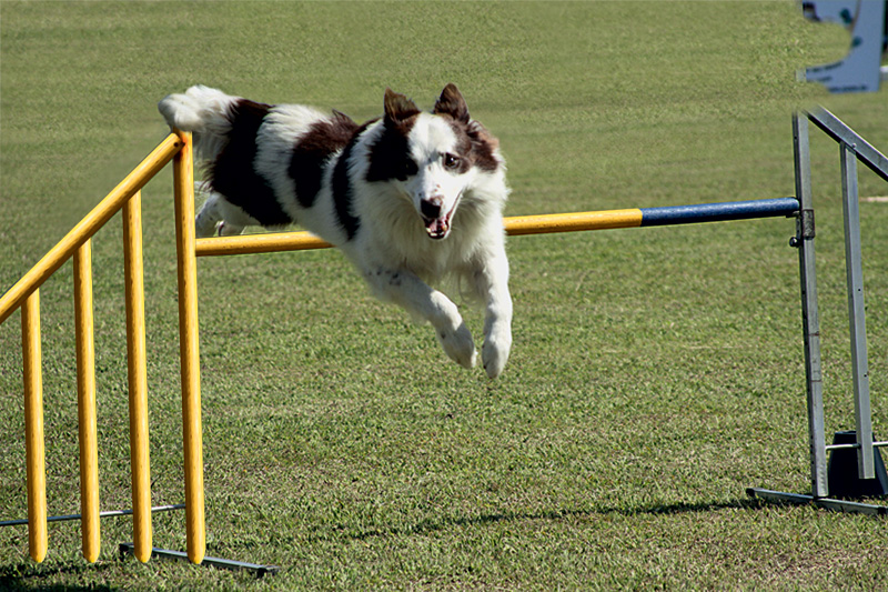 agility bichos