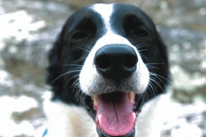 Cachorro Zé Presidente Mistérios da Cidade 2234