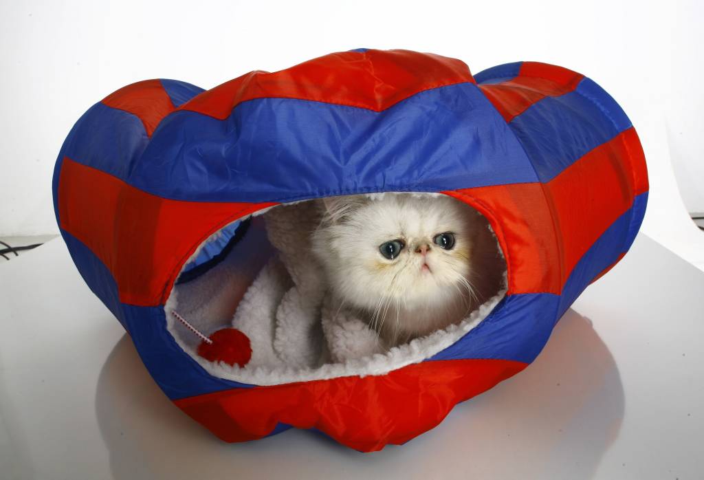 Saiba como cuidar do seu pet no inverno