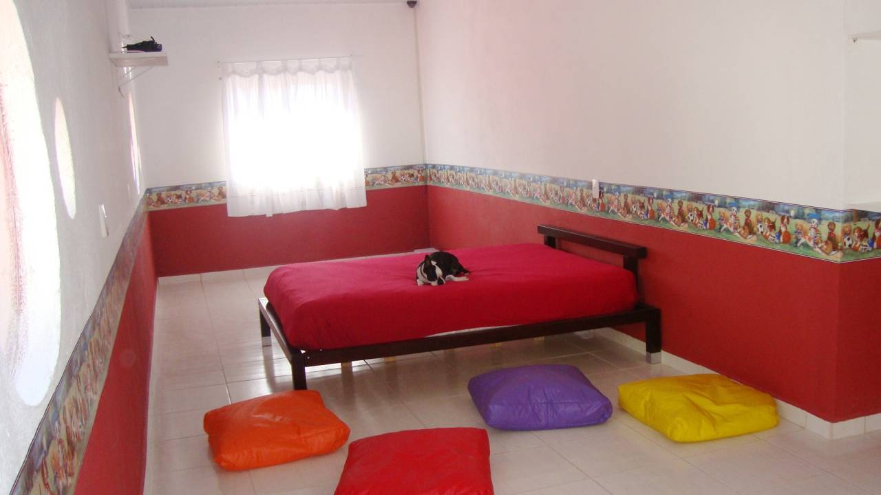 cãotour_4