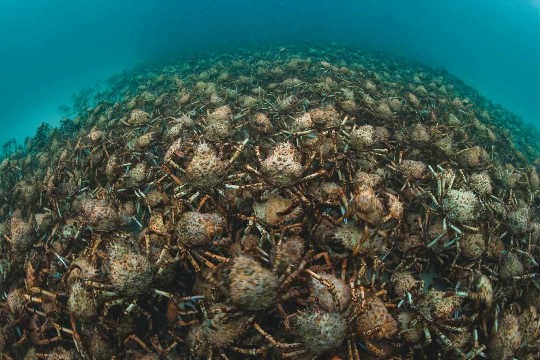 “Oceanos” mostra fascinantes registros do fundo do mar