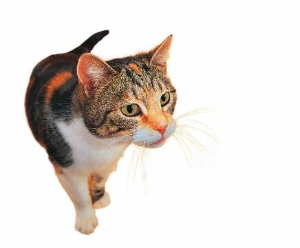 Saiba qual o melhor pet para o seu filho