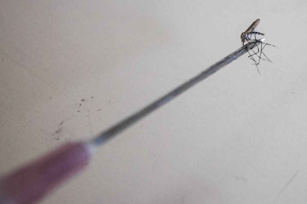 Gestante com zika vírus sofre aborto em São Vicente