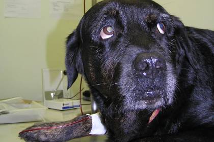 cachorro-sangue.jpeg Cachorro labrador banco de sangue