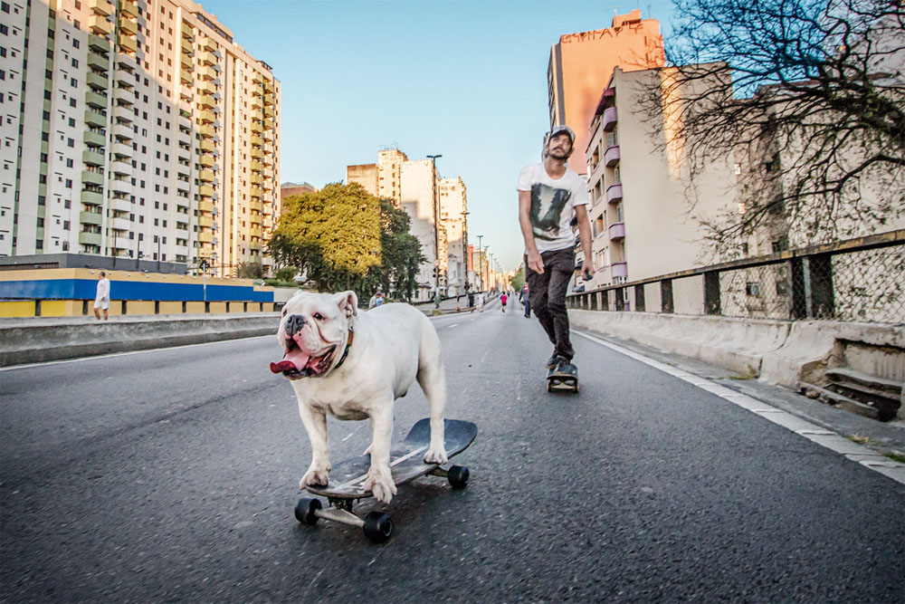 Buddha skate buldogue cachorro