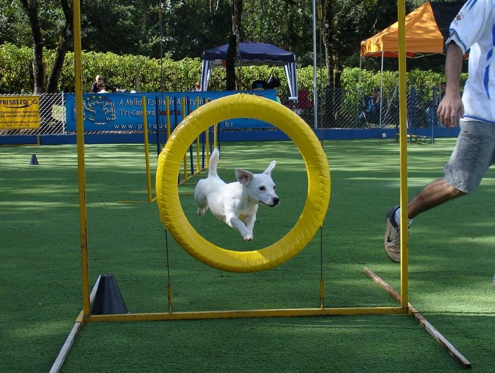 Cão Bala Agility