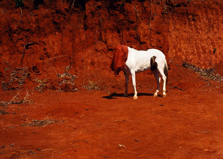 "Conversador", de Cinthia Marcelle, causa estranhamento pela imagem acobertada do cavalo