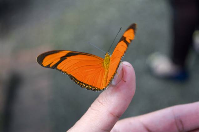 Borboleta júlia Borboleta júlia