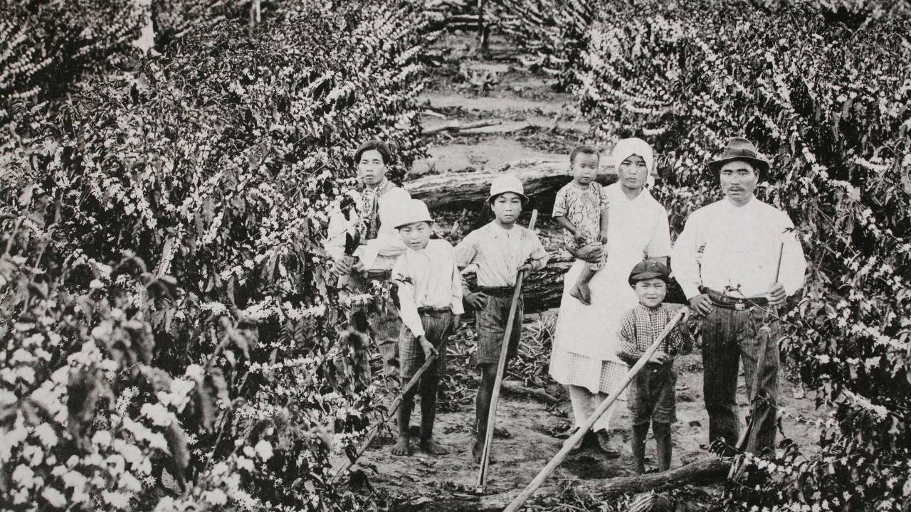 imigrantes-japoneses-trabalhando-em-plantacao-de-cafe-no-inicio-do-seculo-20.jpeg