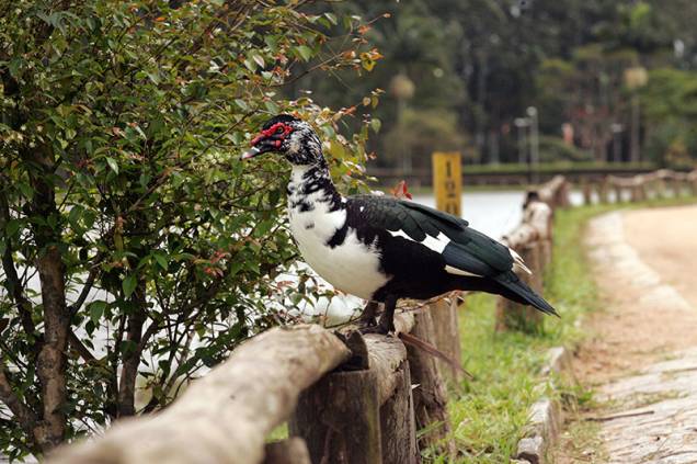 A fauna é uma das mais diversas da capital, com 130 espécies de animais catalogadas A fauna é uma das mais diversas da capital, com 130 espécies de animais catalogadas