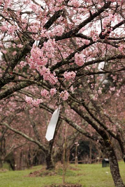 Sempre entre os meses de julho e agosto começa a florada das 4 000 cerejeiras plantadas no local Sempre entre os meses de julho e agosto começa a florada das 4 000 cerejeiras plantadas no local