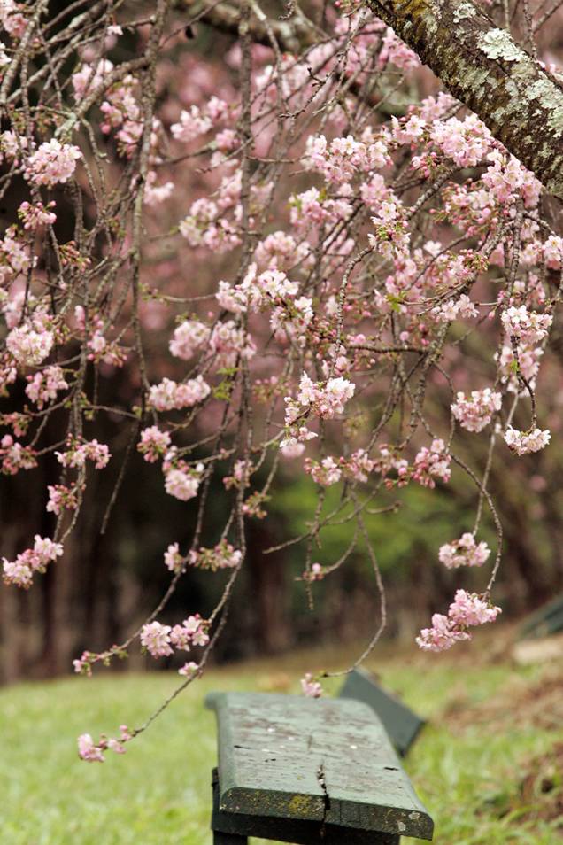 Tradicionais no Japão, as árvores começaram a ser plantadas em 1978 Tradicionais no Japão, as árvores começaram a ser plantadas em 1978