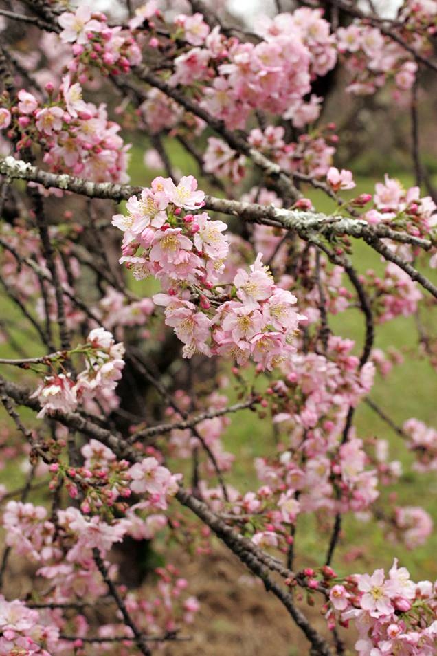 Com a ajuda da Prefeitura de São Paulo e do Consulado do Japão, Kataoka colocou de pé a primeira plantação de cerejeiras da cidade Com a ajuda da Prefeitura de São Paulo e do Consulado do Japão, Kataoka colocou de pé a primeira plantação de cerejeiras da cidade