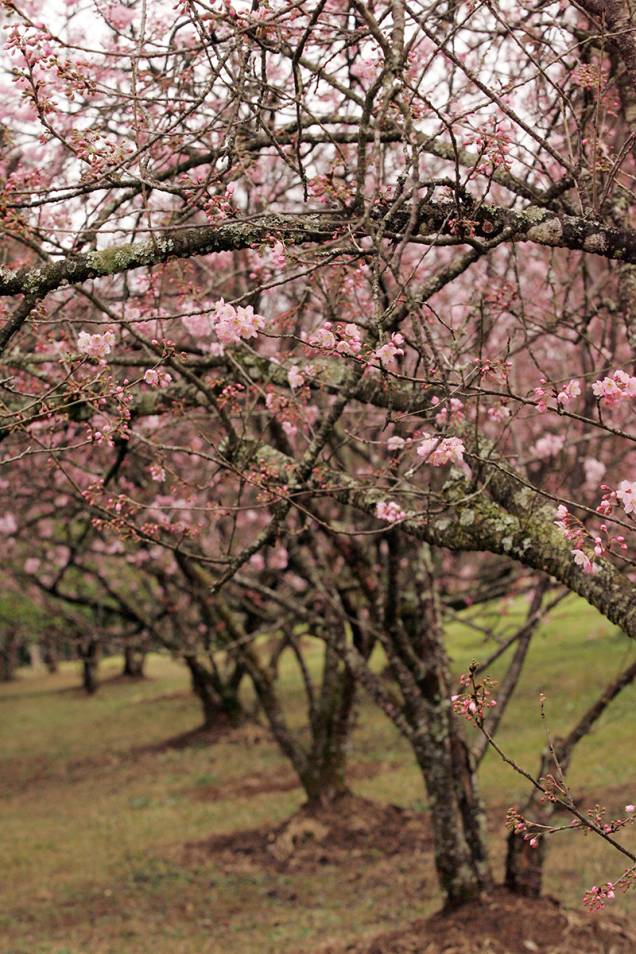 Atualmente o Bosque das Cerejeiras do Parque do Carmo é a segunda maior do mundo, atrás apenas de uma em Washington, nos Estados Unidos Atualmente o Bosque das Cerejeiras do Parque do Carmo é a segunda maior do mundo, atrás apenas de uma em Washington, nos Estados Unidos