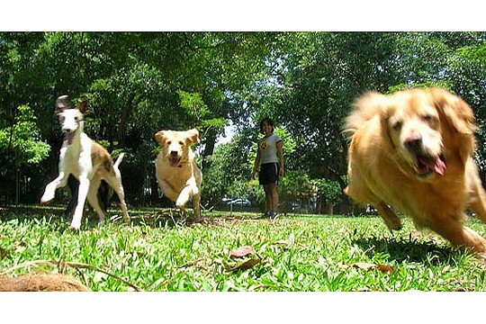 Dogwalker: passeios recreativos e educativos personalizados para os cães Dogwalker: passeios recreativos e educativos personalizados para os cães
