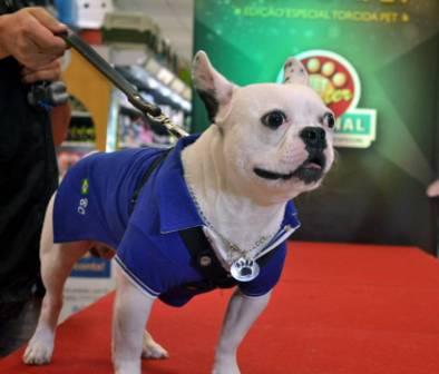 O buldogue francês Teófilo durante ensaio do desfile (Foto: Isabelle Chatzoglou)