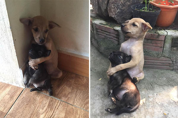 Adotados, cachorrinhos não conseguem soltar abraço apertado após conheceram sua nova casa