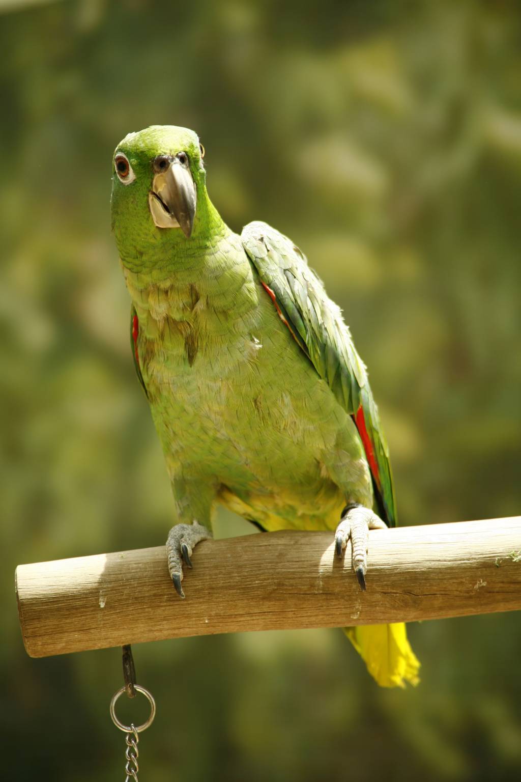 De volta ao lar: a repatriação de papagaios e outras aves