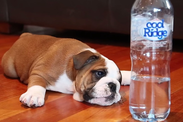 Filhote de buldogue enfrenta garrafa d’água no vídeo mais fofo e divertido do dia; assista